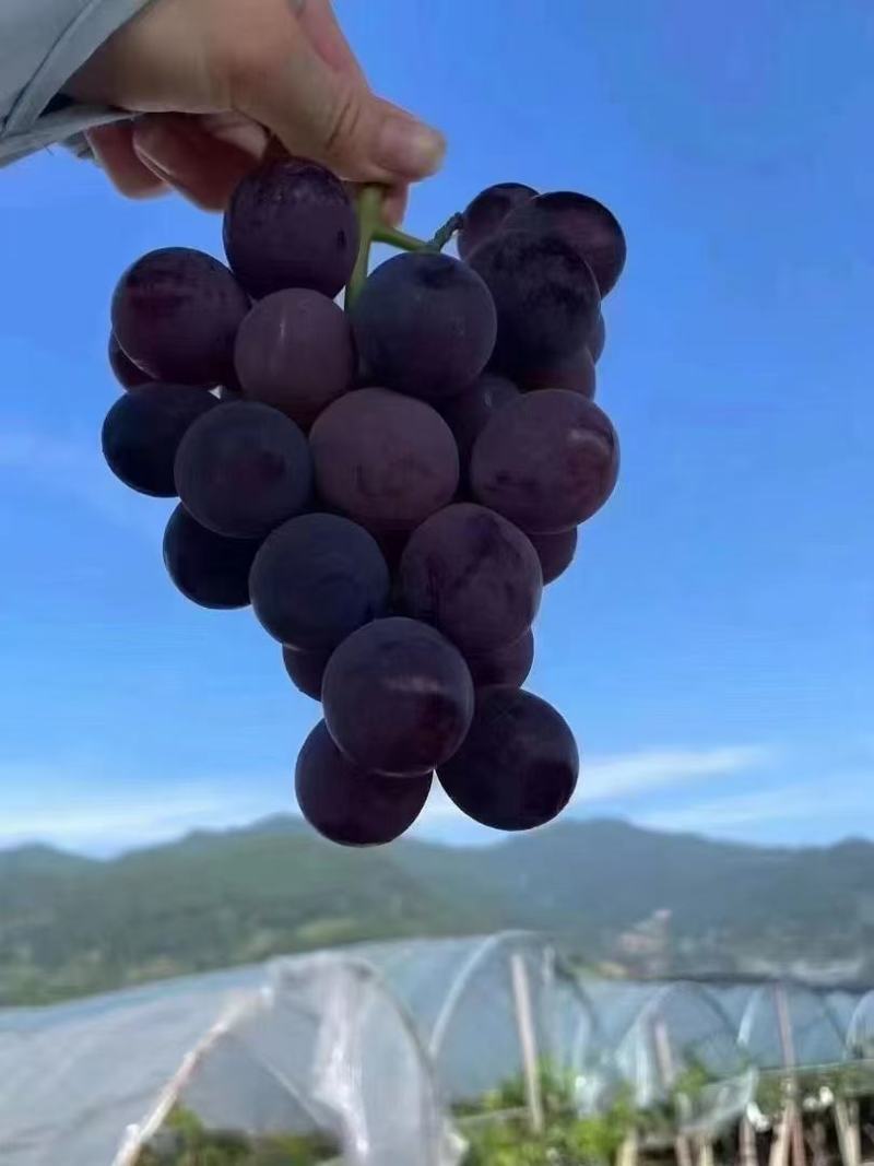 福安早熟巨峰