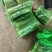 精品韭苔品质优价格实在，大量走货，产地一手货源欢迎致电