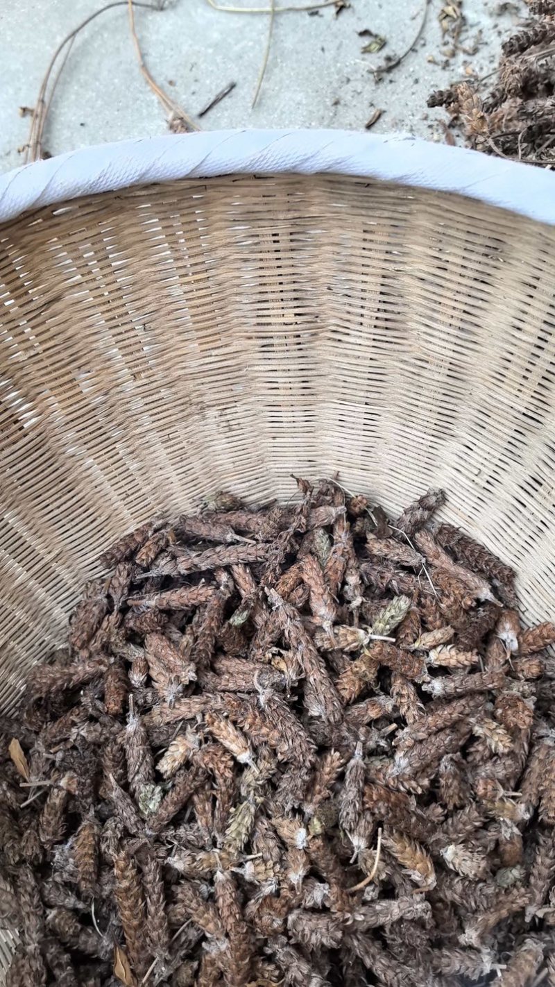 蕲春夏枯草