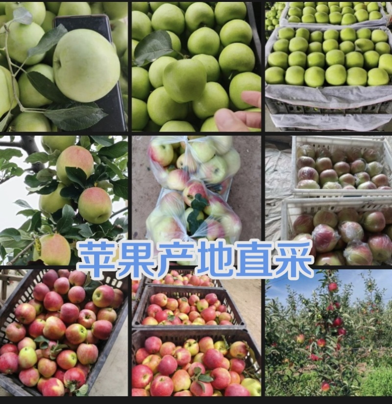 26年的新鲜鲁丽、华硕苹果上市了，供商超、电商、市场直采