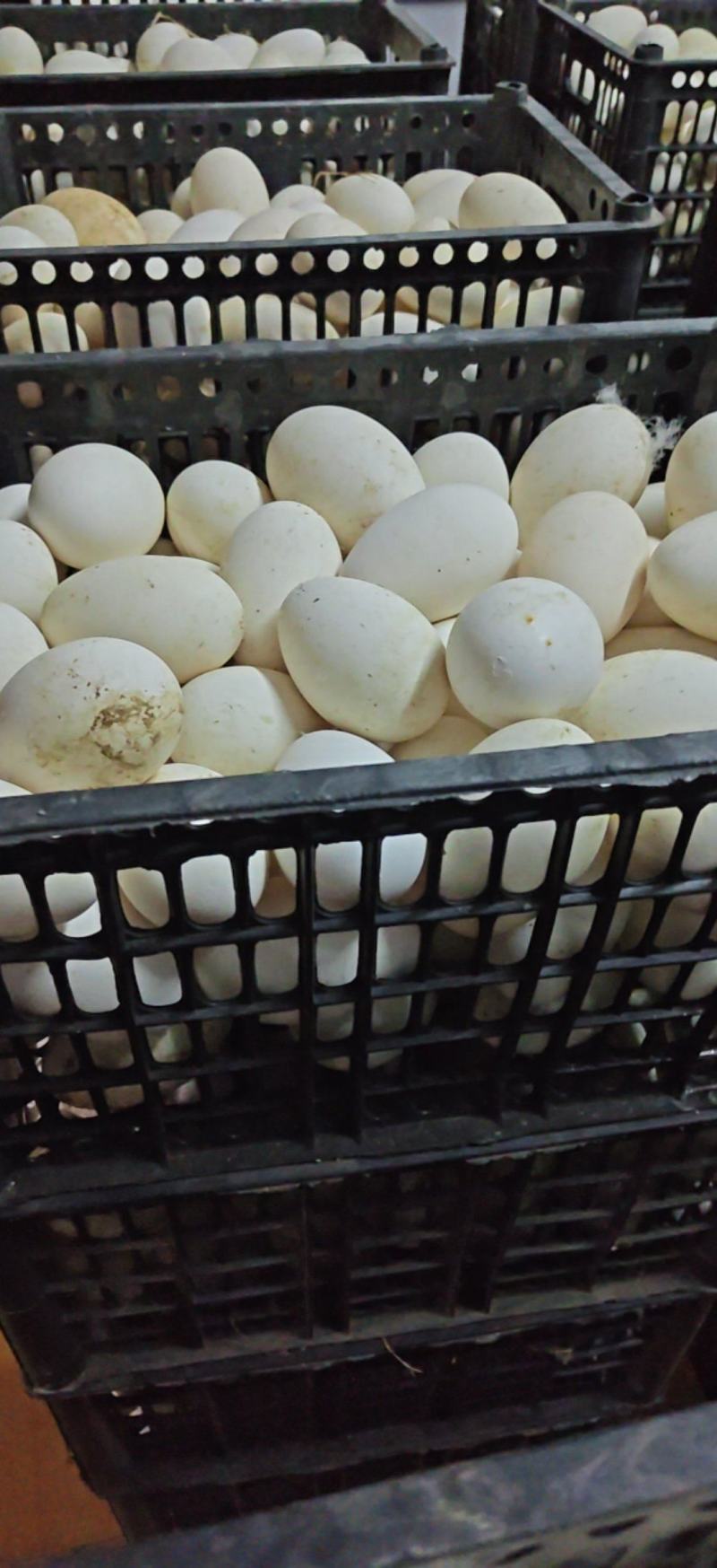 鹅蛋食用