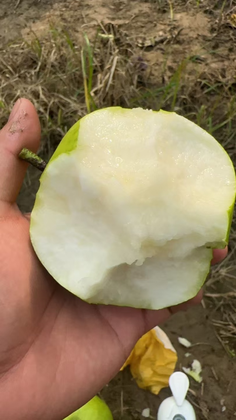 酥脆1号青梨原产地直发皮薄汁水多量大从优