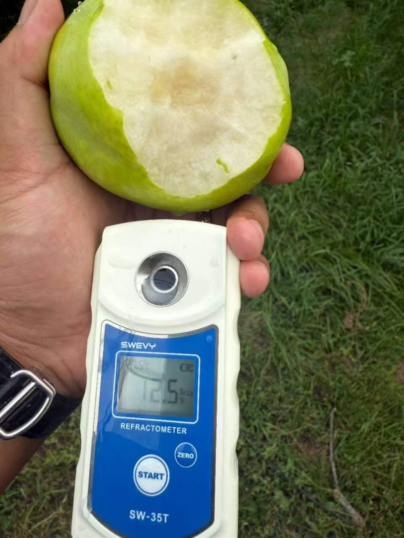 酥脆1号青梨原产地直发皮薄汁水多量大从优