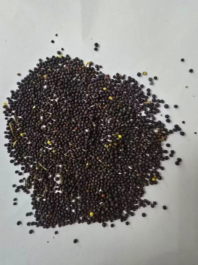国外进口油菜籽