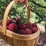 正宗仙居东魁杨梅