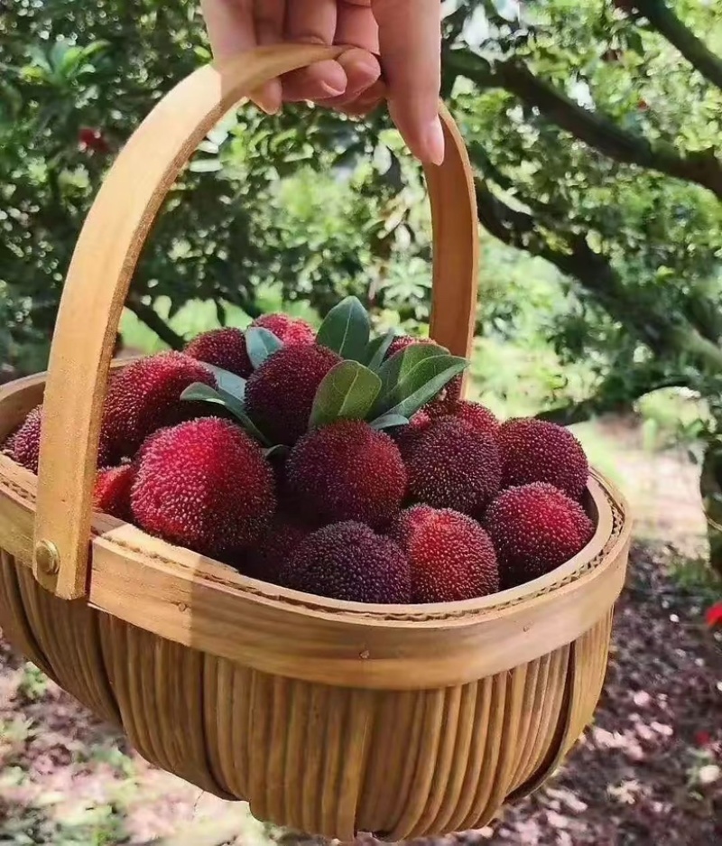 正宗仙居东魁杨梅