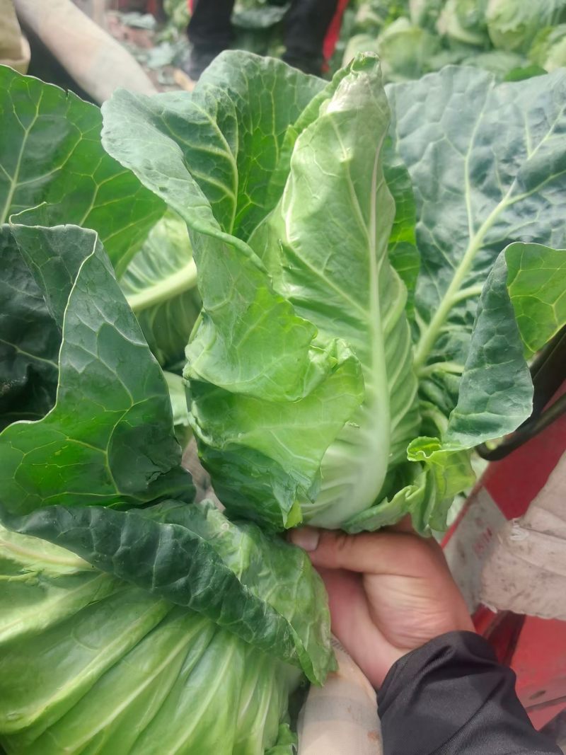 高原夏菜，，牛心菜