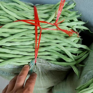 无茎豆王