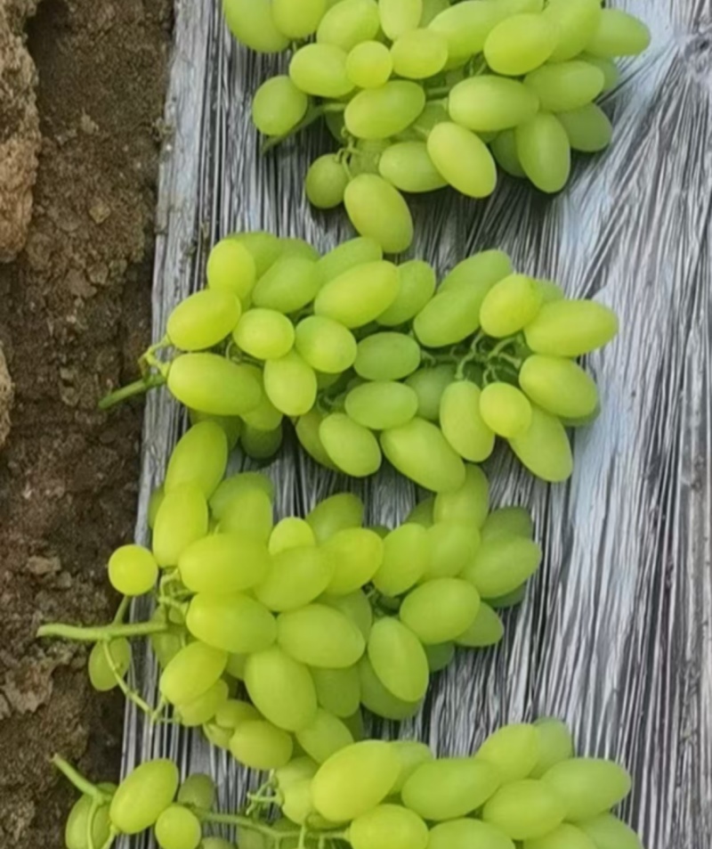 衡水青提葡萄维多利亚葡萄口感甜品质优产地直发量大从优