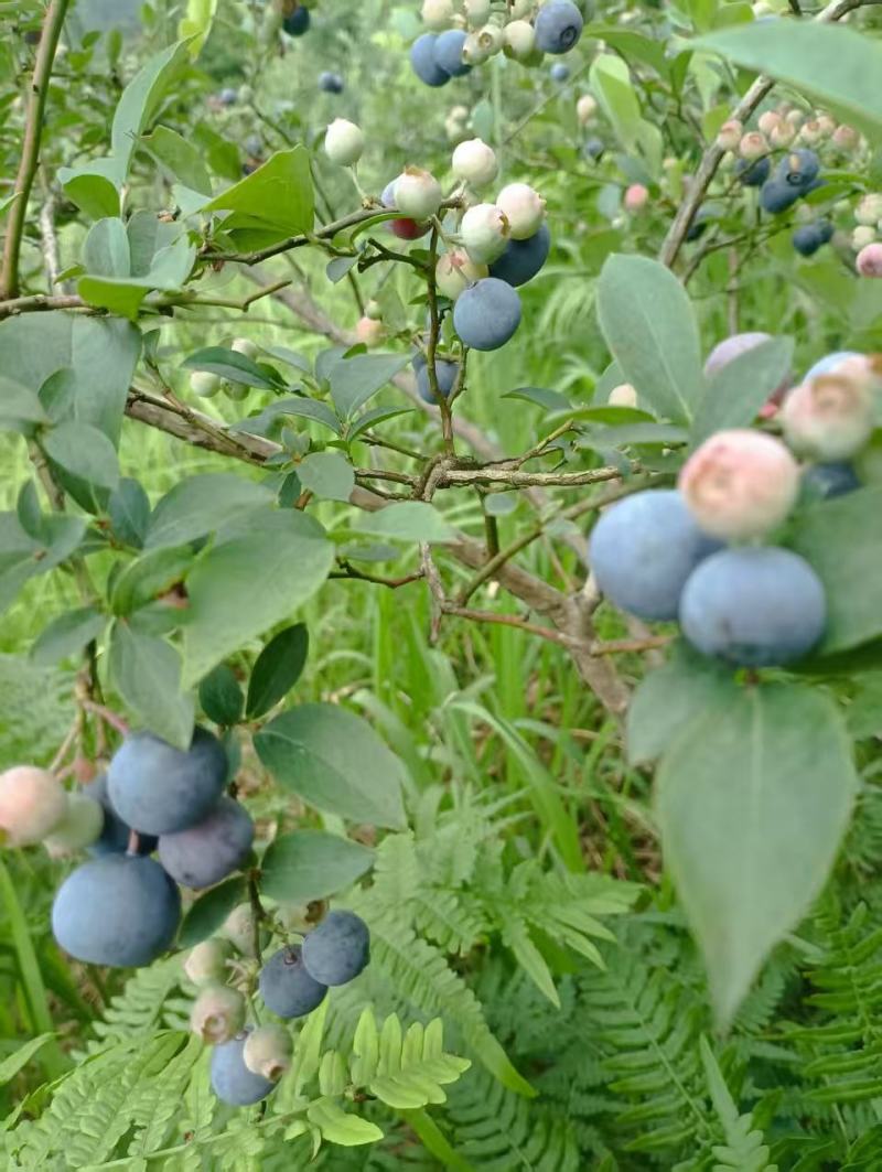 贵州麻江蓝莓种植基地现摘现发