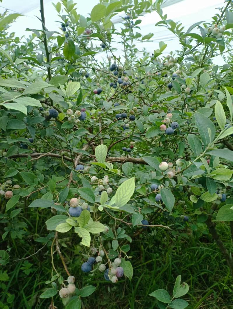 贵州麻江蓝莓种植基地现摘现发