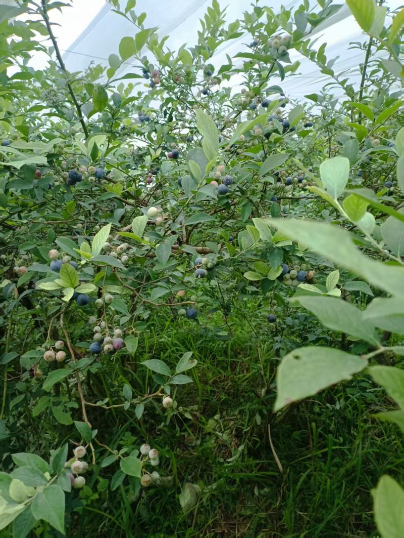 贵州麻江蓝莓种植基地现摘现发