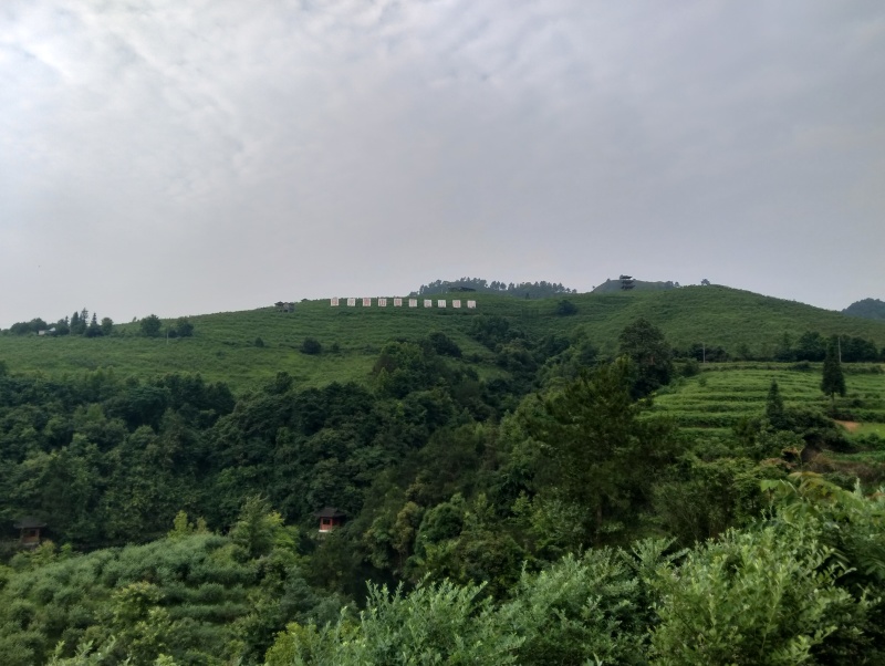 贵州麻江蓝莓种植基地现摘现发