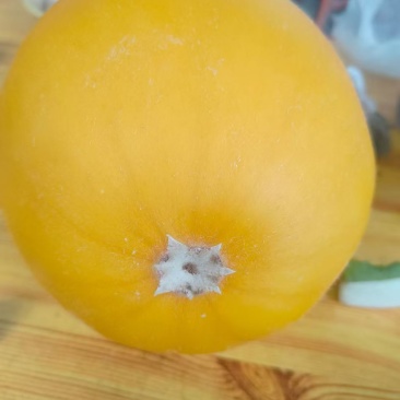 衡水瑞红甜瓜口感好甜度高产地一手货源量大从优