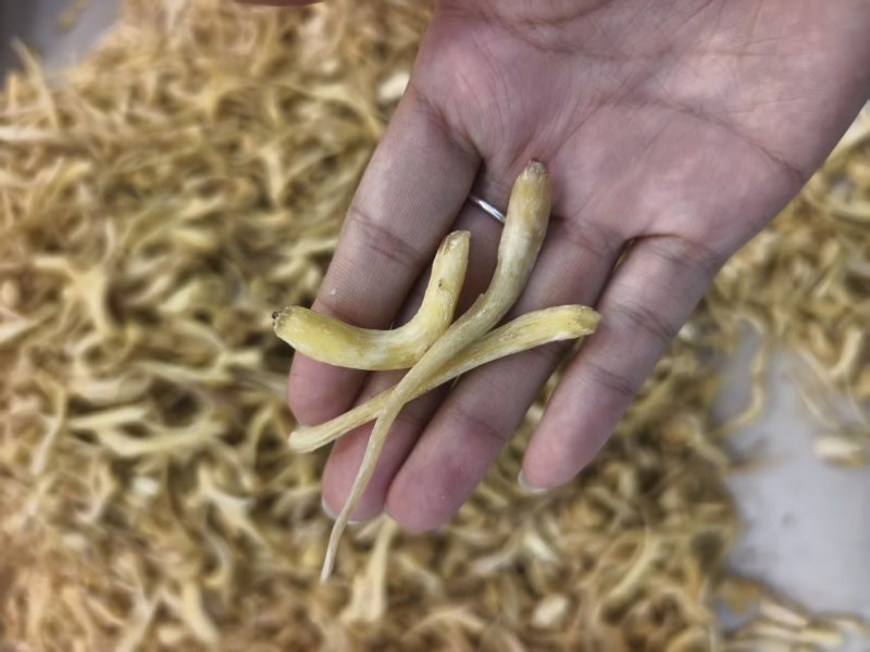 去皮峨参大货现货供应川产优质干参无硫统货选货规格齐全