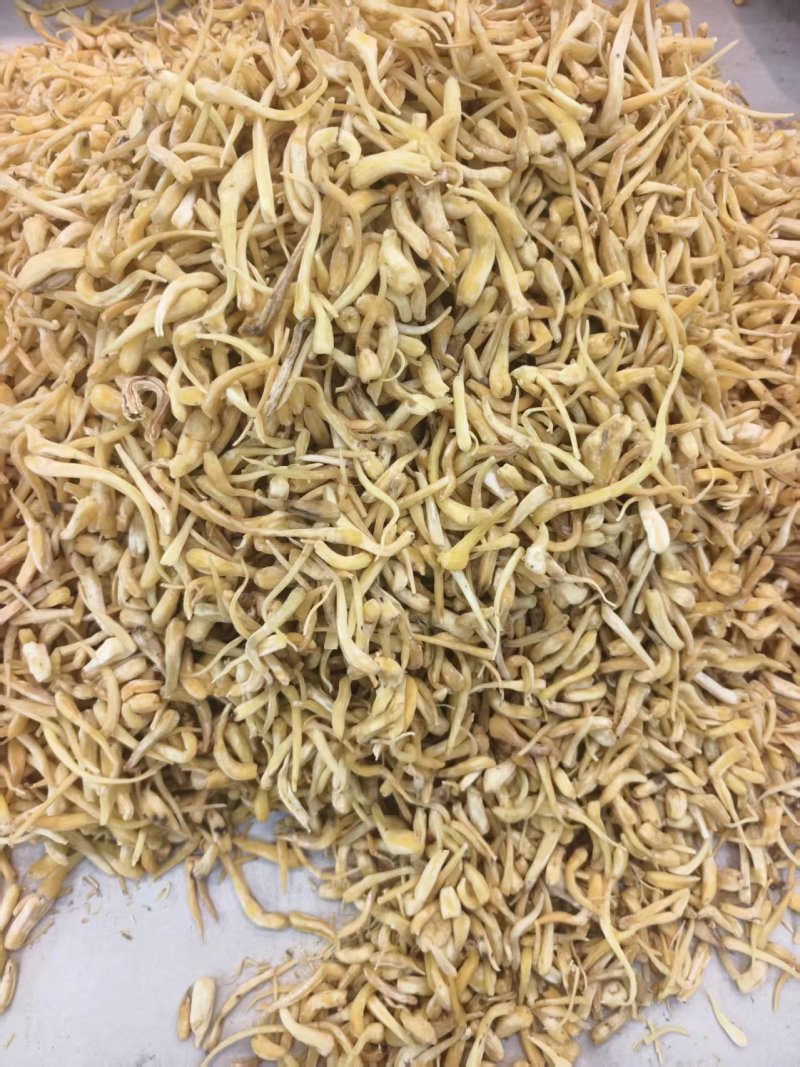 去皮峨参大货现货供应川产优质干参无硫统货选货规格齐全