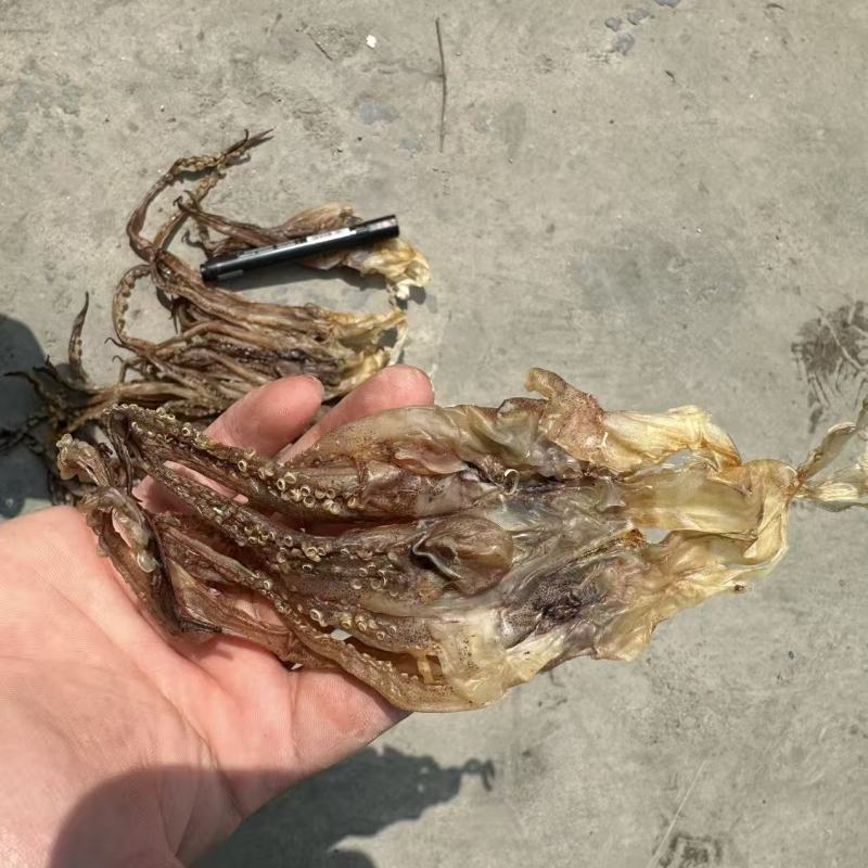 鱿鱼干鱿鱼须水发鱿鱼国产鱿鱼