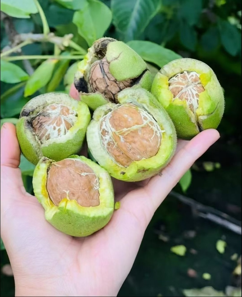核桃