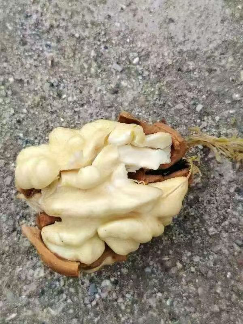 核桃