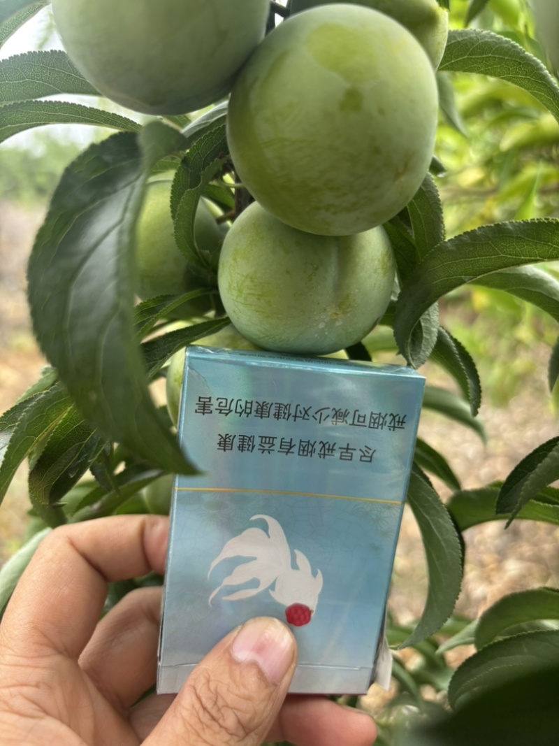 蜂糖李