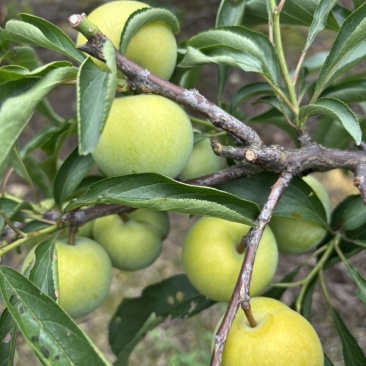 蜂糖李