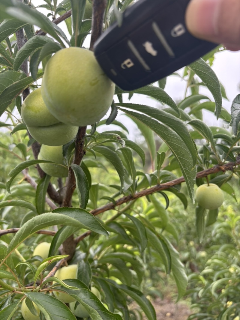 蜂糖李