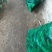 吐鲁番托克逊金品辣椒