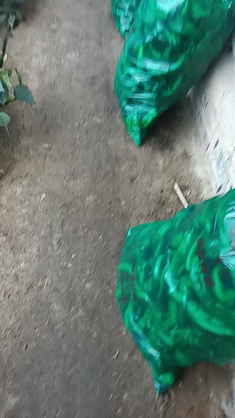 吐鲁番托克逊金品辣椒