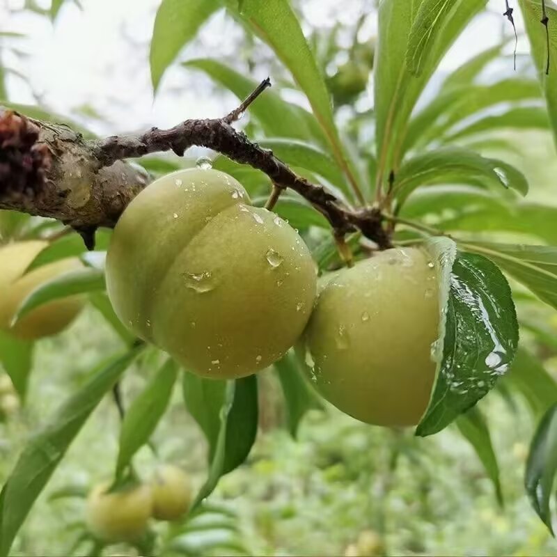 六马蜂糖李