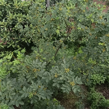 生花椒