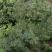 生花椒