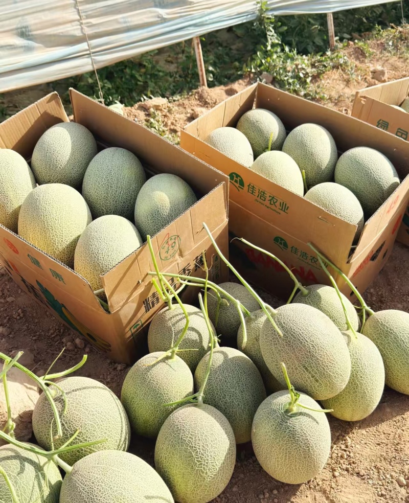 山东西州蜜，产地直销，全国发货，直供商超市场，一件代发