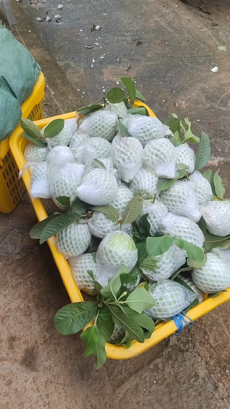 巴乐番石榴