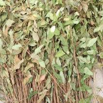 三白草晒干整颗