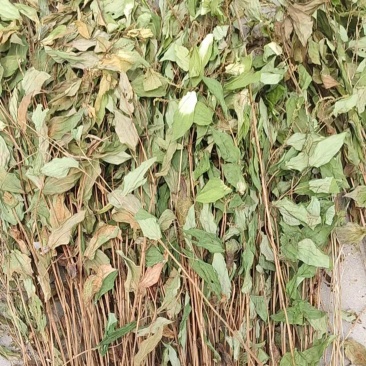 三白草晒干整颗