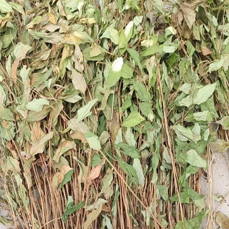三白草晒干整颗