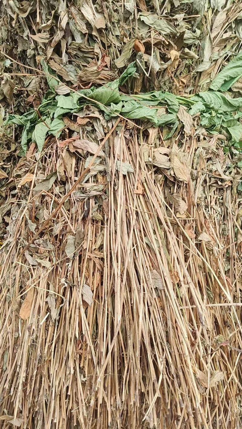 三白草晒干整颗