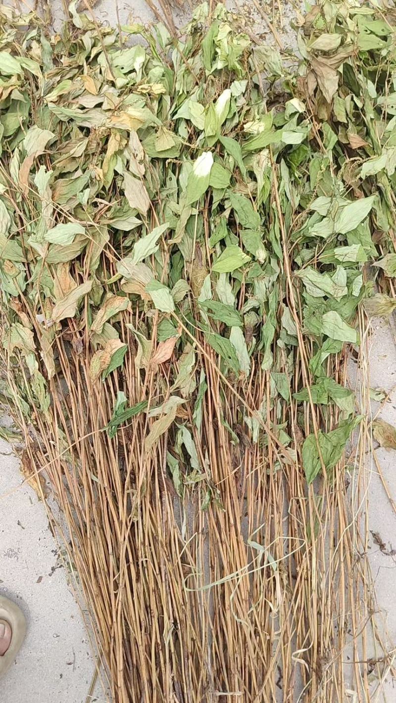 三白草晒干整颗
