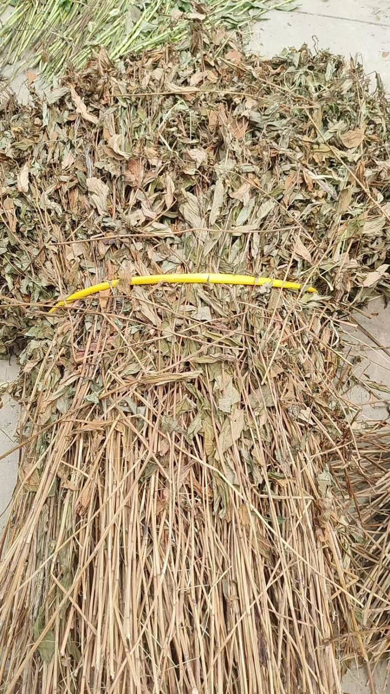 三白草晒干整颗