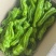 芜湖椒【鲜辣椒】货源充足现货先发产地一手货源支持视频看货