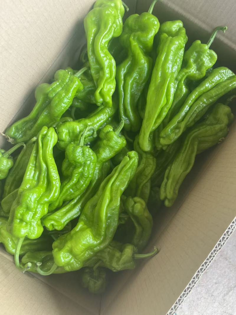 芜湖椒【鲜辣椒】货源充足现货先发产地一手货源支持视频看货