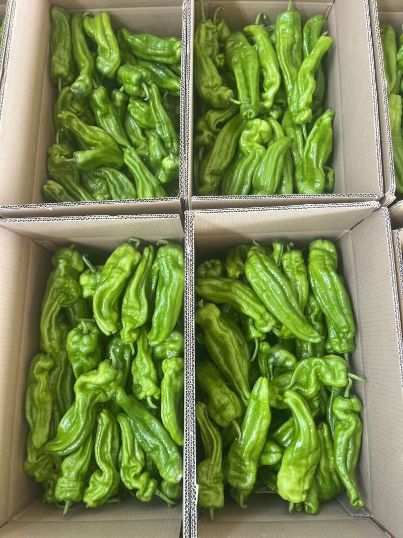 芜湖椒【鲜辣椒】货源充足现货先发产地一手货源支持视频看货