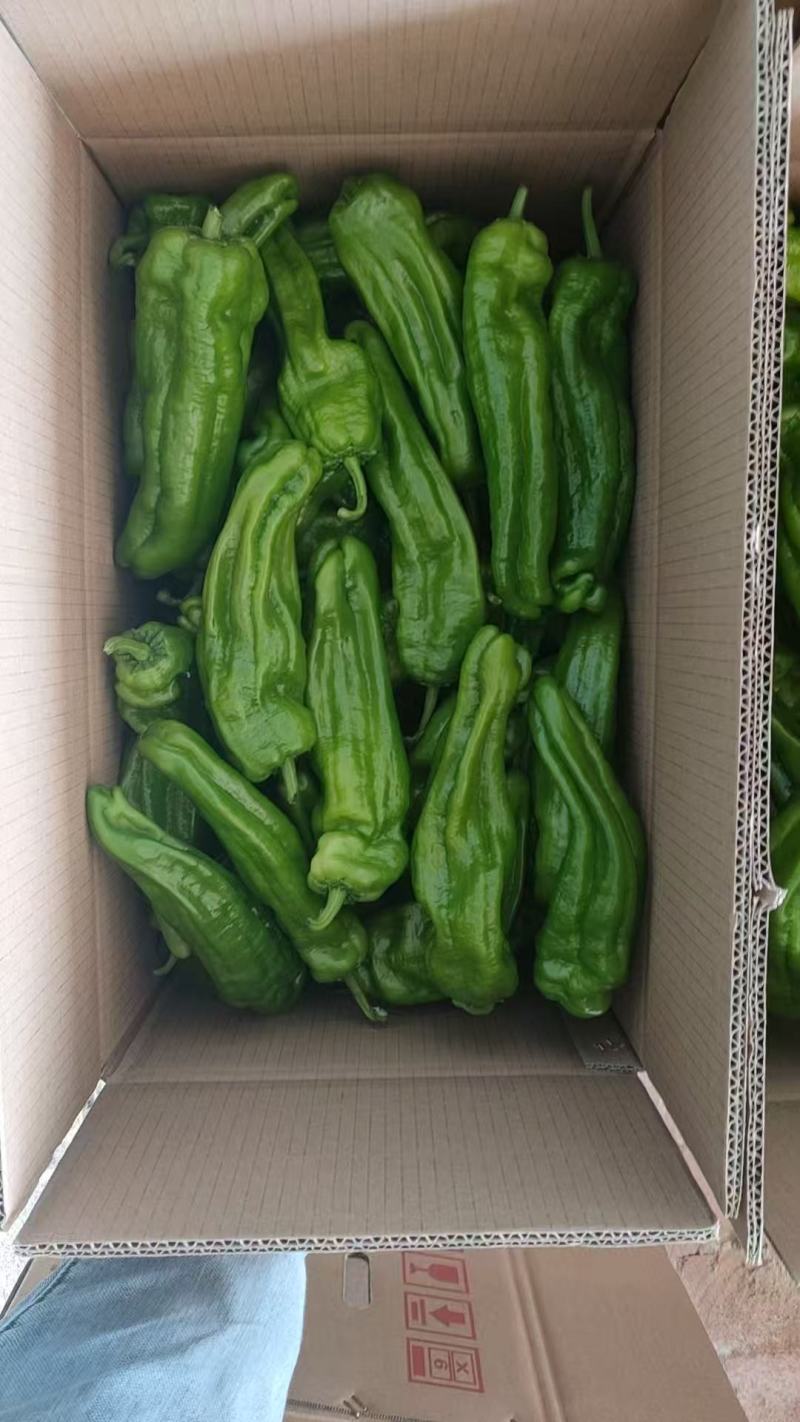 芜湖椒【鲜辣椒】货源充足现货先发产地一手货源支持视频看货