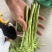 高山四季豆，产地直销，价格便宜，欢迎老板联系