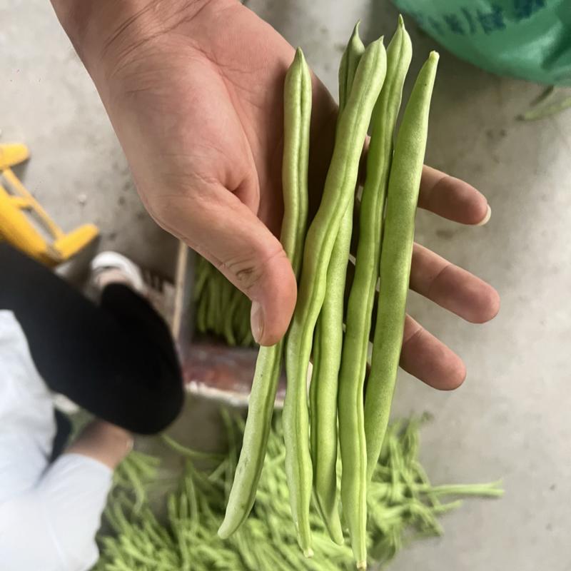 高山四季豆，产地直销，价格便宜，欢迎老板联系