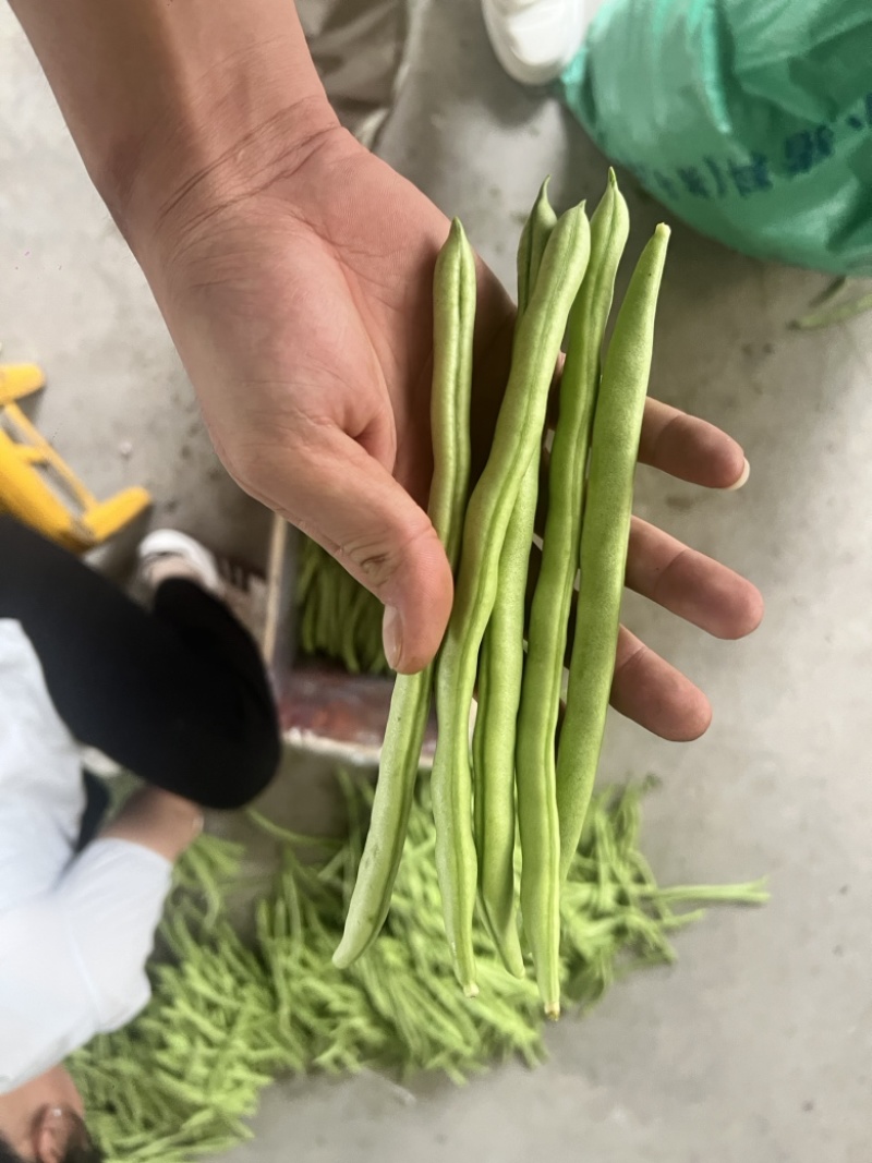 高山四季豆，产地直销，价格便宜，欢迎老板联系