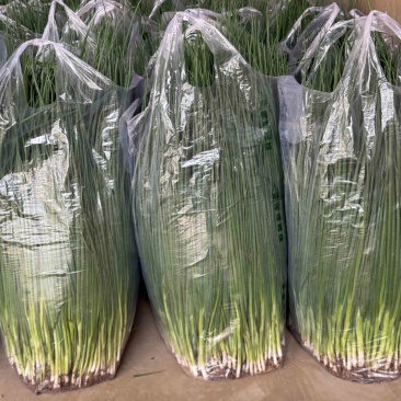 【力荐】精品小葱细叶小香葱全国可发万亩基地规格齐全