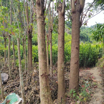 处理15至28公分秋枫树