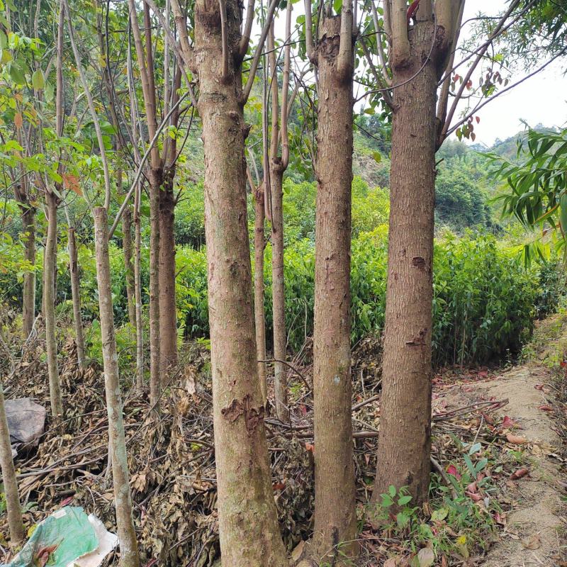 处理15至28公分秋枫树