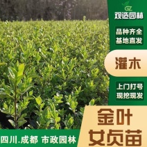 金叶女贞小苗四川庭院别墅绿化带工程四季常青绿植金叶植物篱